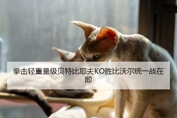 拳击轻重量级贝特比耶夫KO胜比沃尔统一战在即